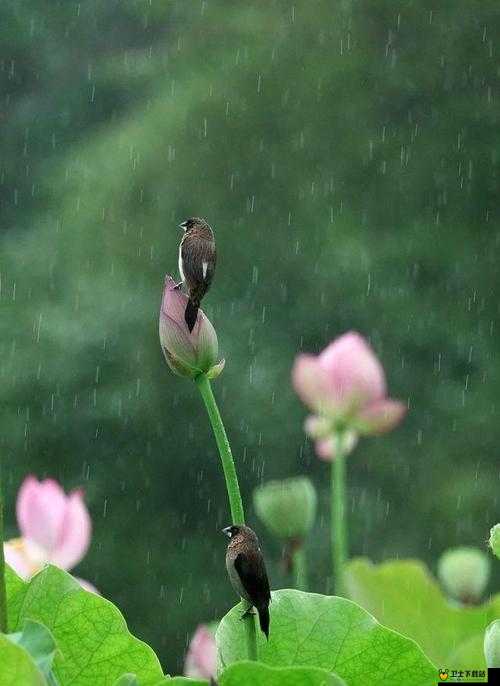 老人船上弄雨荷与普通版对比之别样风情